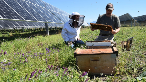 Solar farm doubles as a home for bees